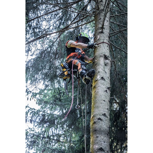 Arborist at height harnessed to tree holding Arborist at height harnessed to tree with the Top Handle Chainsaw tether attached for hands free climbing